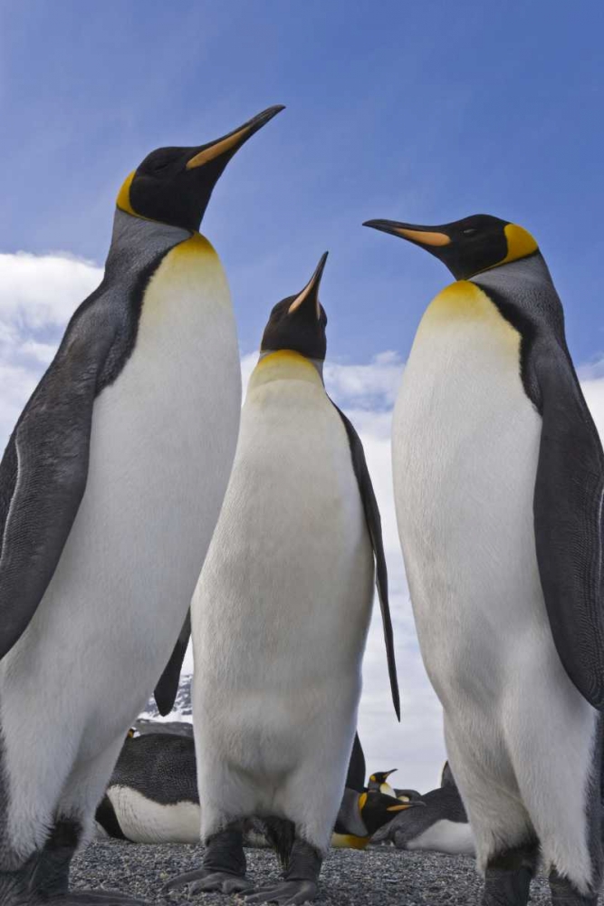 South Georgia Island Three king penguins